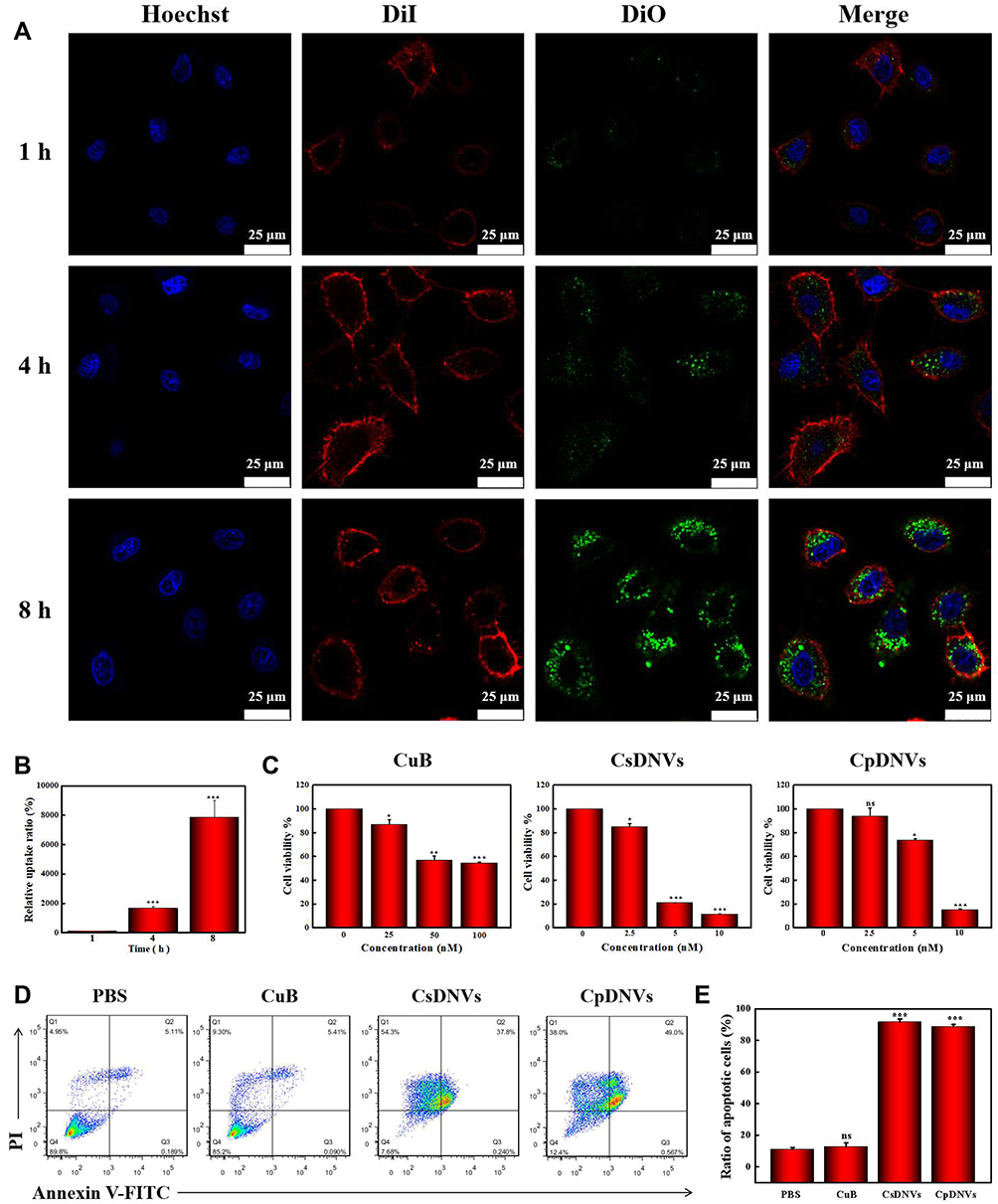 Confocal uptake and apoptosis analysis of cucumber nanovesicles in A549 lung cancer cells.